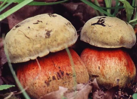     Boletus erythropus 
